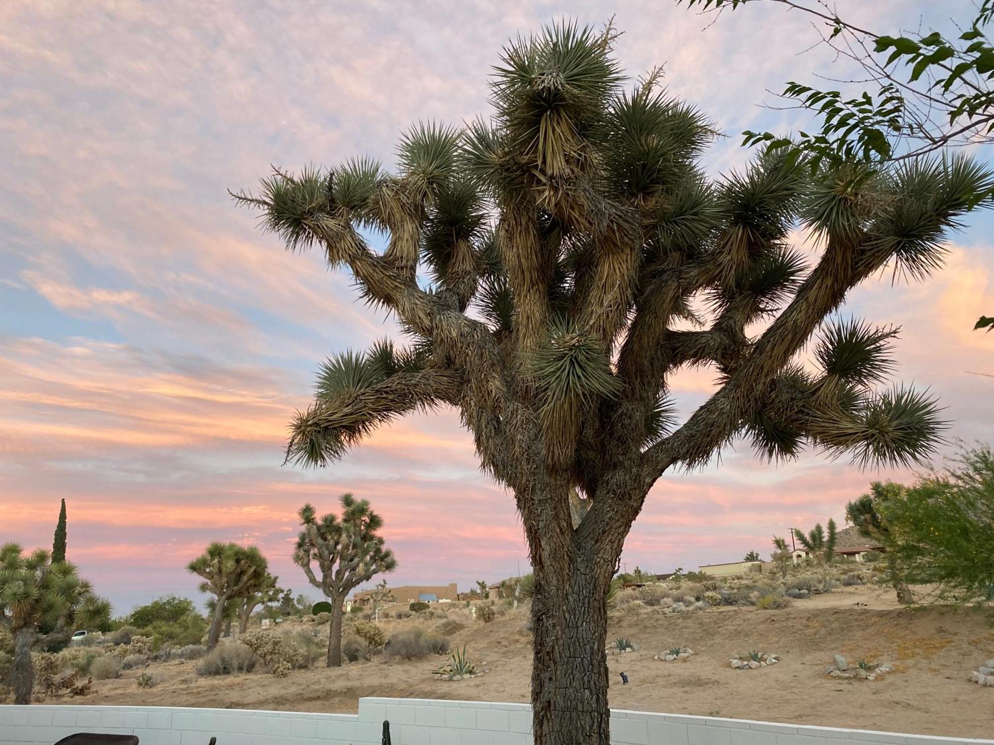 Electroliquid'S Casa Pueblo Joshua Tree Villa Dış mekan fotoğraf